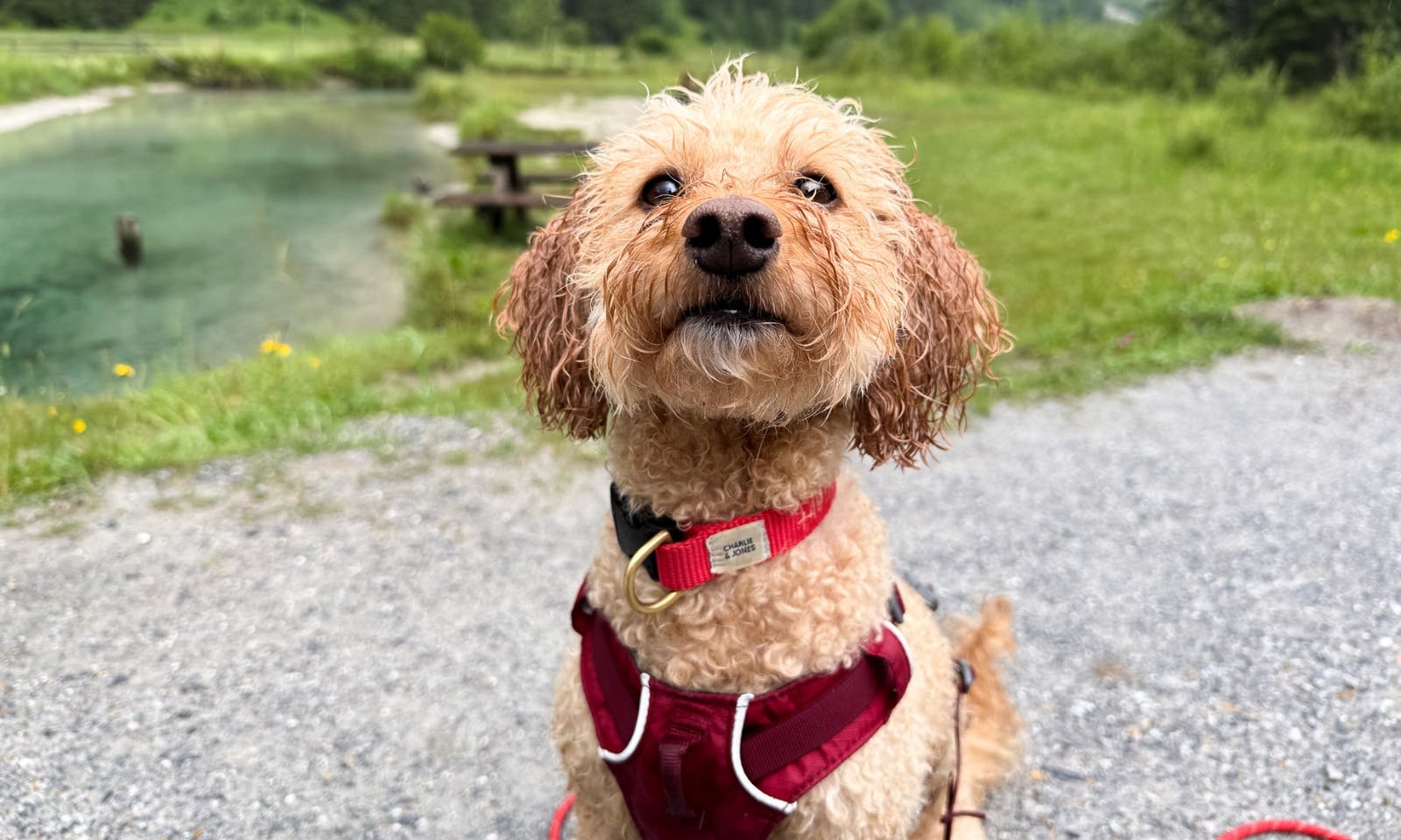Nasser Hund auf dem Wanderweg zum Ötzlsee