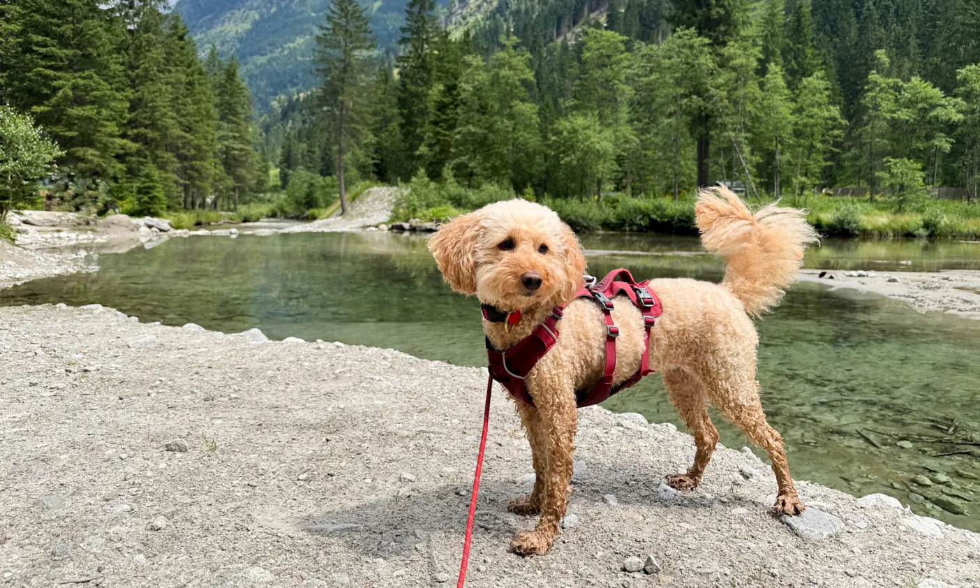 Hund steht mit Wanderleine von RUFFWEAR vor einem Bach am Ötzlsee