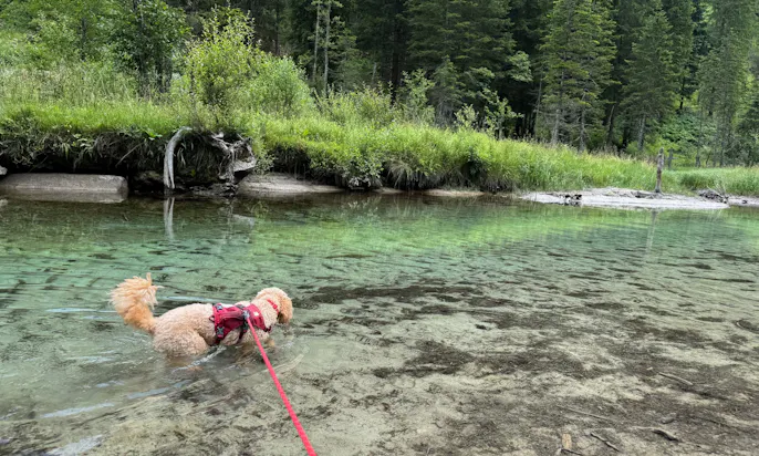 Hunde schwimmt im Ötzlsee