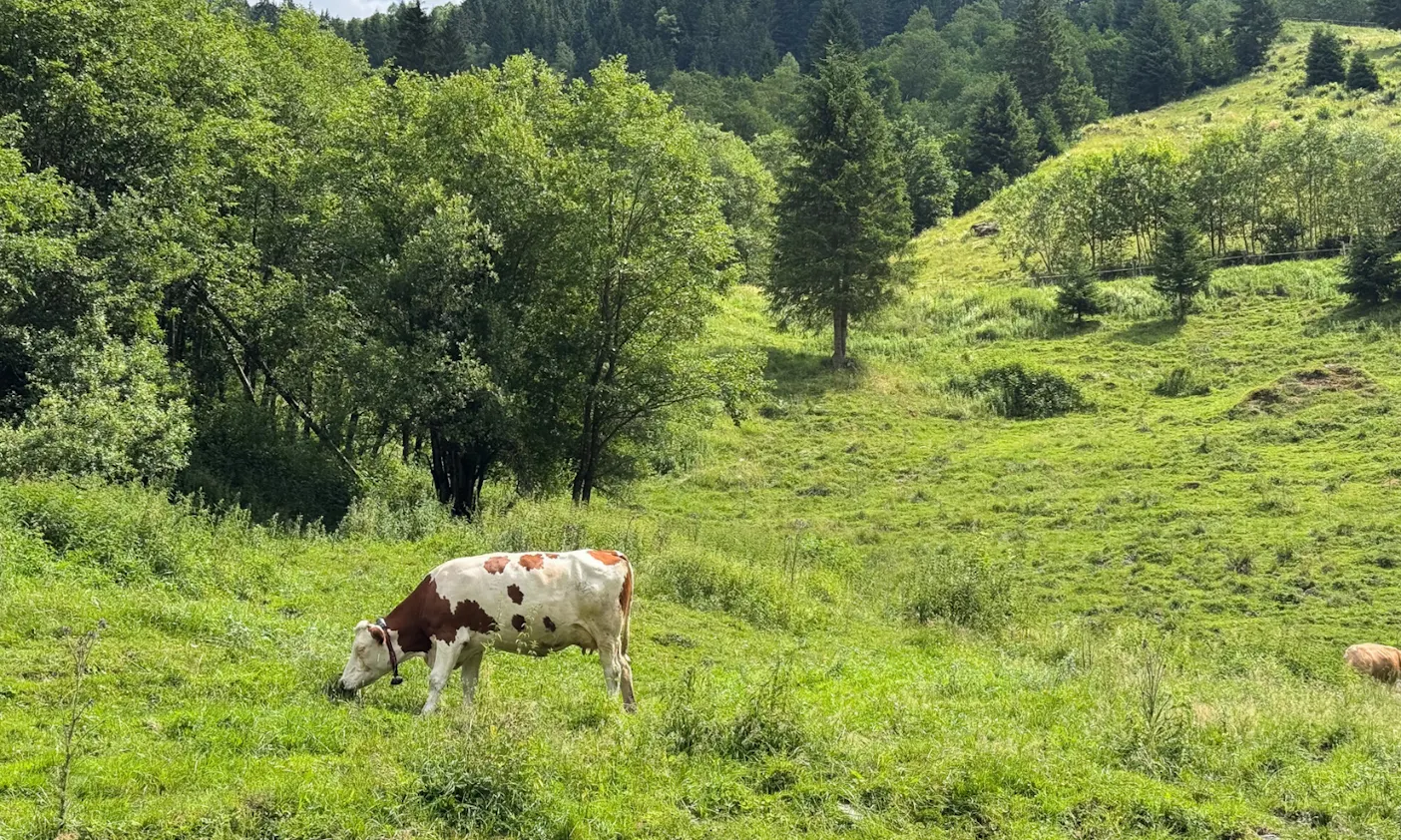 Eine Kuh auf einer Wiese auf dem Weg zum Ötzlsee