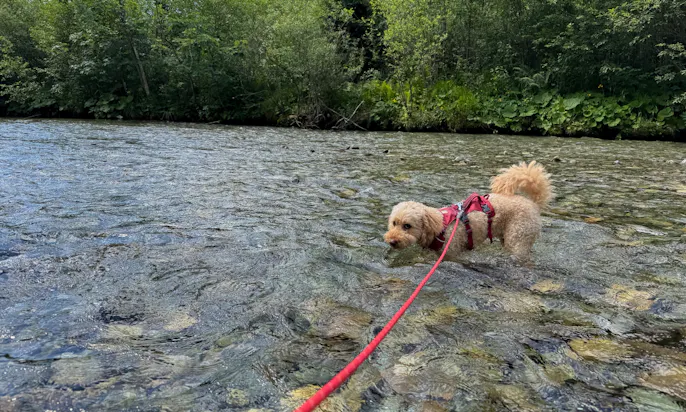 Hund schwimmt im Ötzlsee