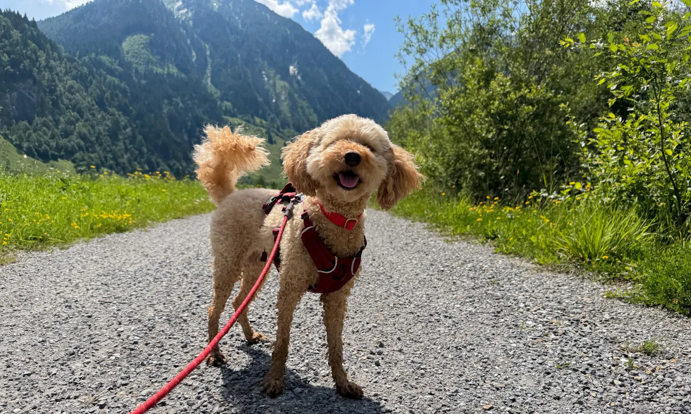 Hund auf einem Wanderweg zum Ötzlsee