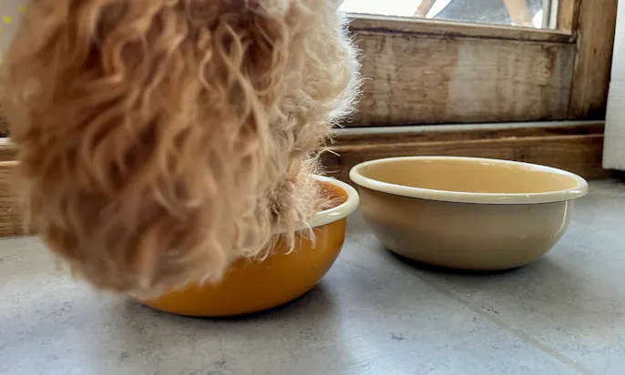 Hund frisst aus einem Hundenapf