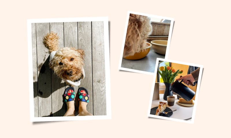 Collage über einen Hund