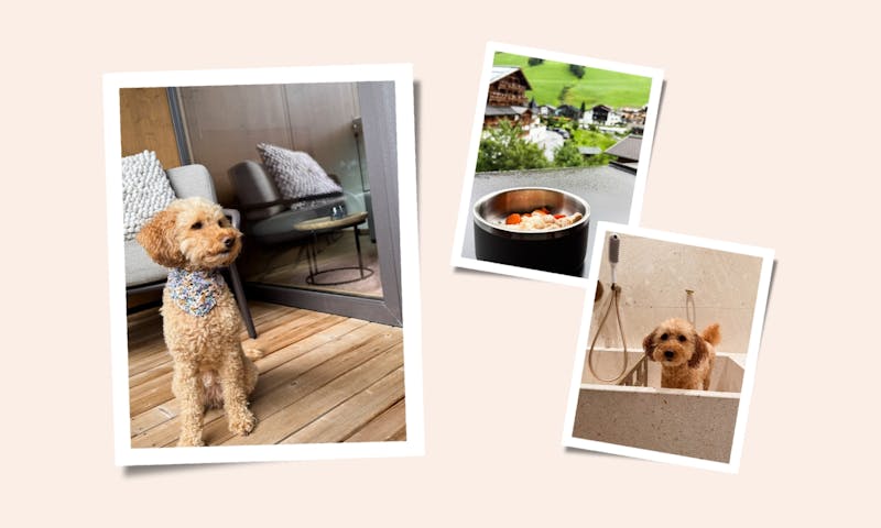 Collage von einem Hund, der im Hotel Bergzeit zu besuch ist