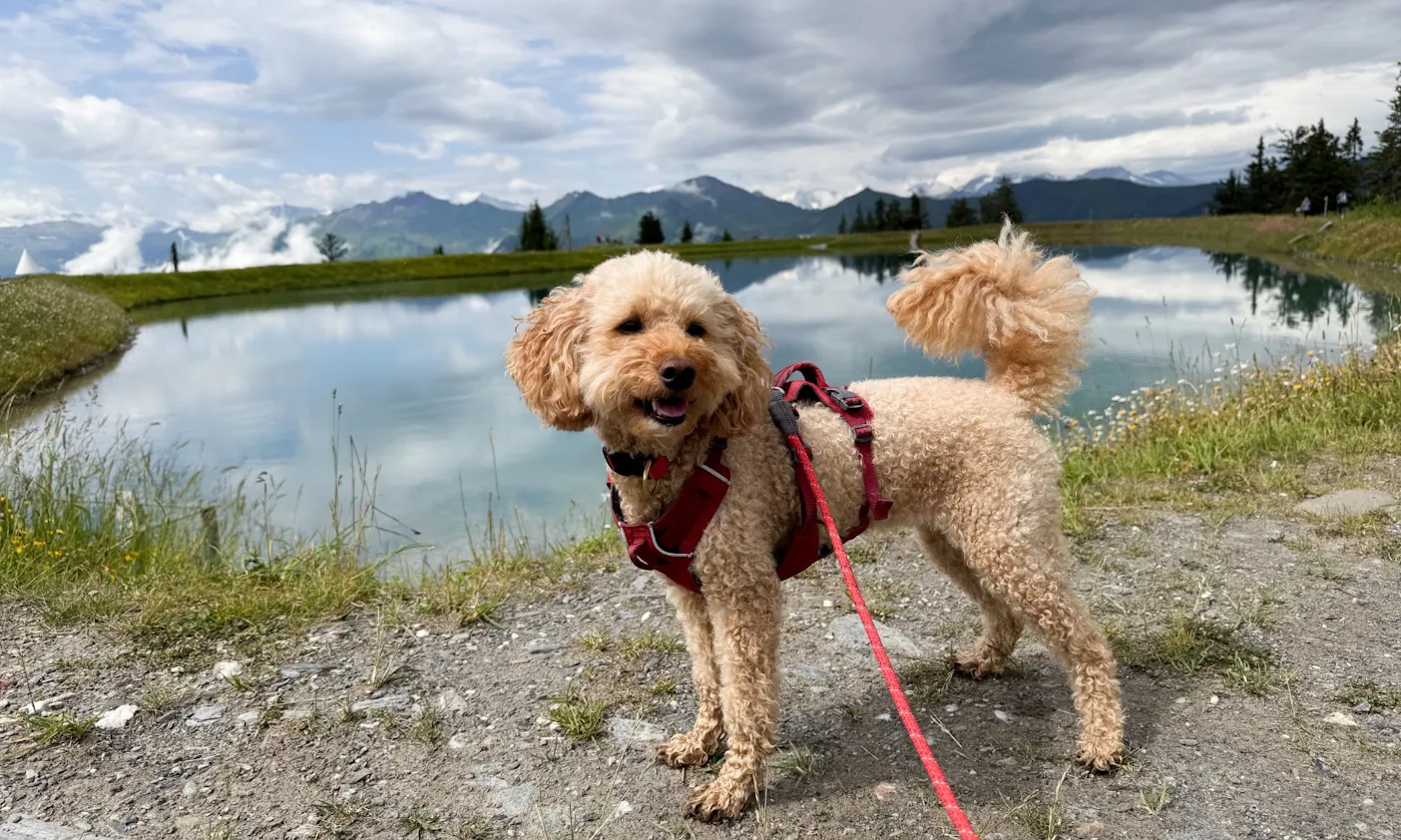 Hund vor dem Himmelsreichsee