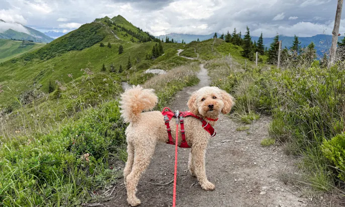 Ein Hund auf dem Weg zum Spiegelsee