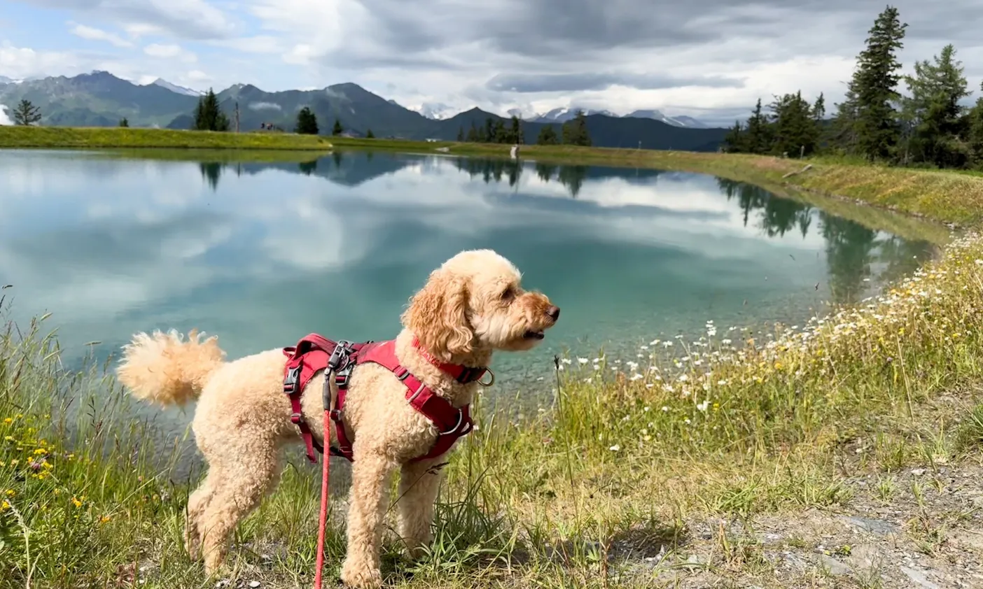 Ein Hund vor dem Spiegelsee