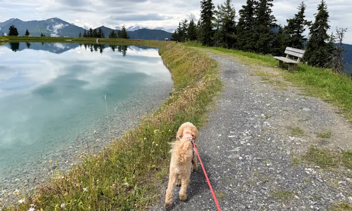 Hund, der am Spiegelsee entlang geht
