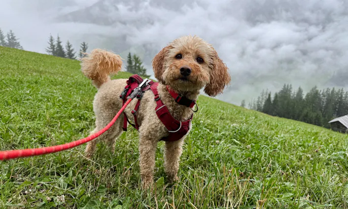 Hund auf einer Wiese mit einer RUFFWEAR Wanderleine