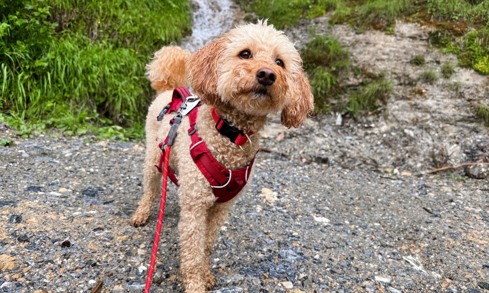 Hund for einer Wasserquelle auf dem Weg zur Gerstreitalm in Großarltal