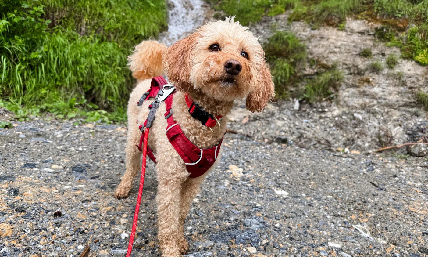 Hund for einer Wasserquelle auf dem Weg zur Gerstreitalm in Großarltal