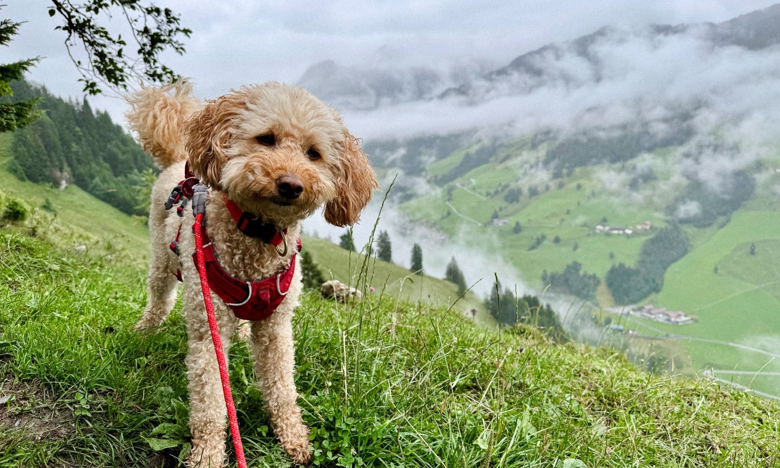 Hund steht auf einem Rasen und im Hintergrund sind die Berge in Großarltal