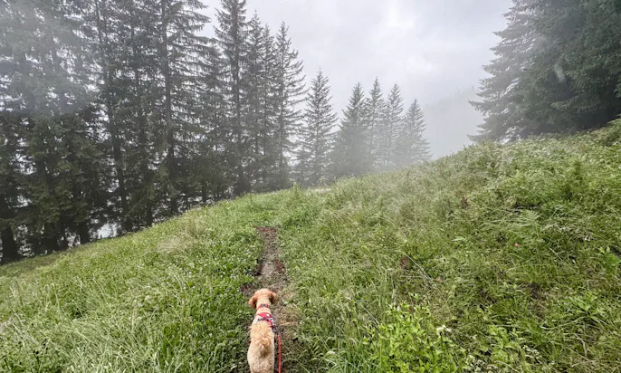 Hund auf dem Weg zur Gerstreitalm in Großarltal