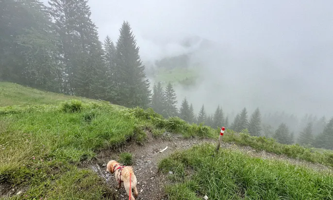 Hund auf dem Rundwanderung zur Gerstreitalm in Großarltal