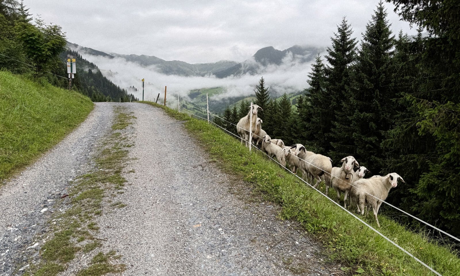 Schafe auf dem Rundwanderung zur Gerstreitalm in Großarltal