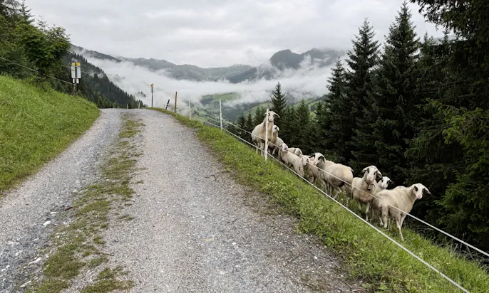 Schafe auf dem Rundwanderung zur Gerstreitalm in Großarltal