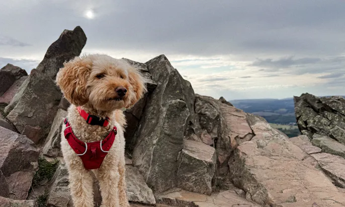 Hund steht auf dem höhsten Punkt der Wolfswarte im Harz
