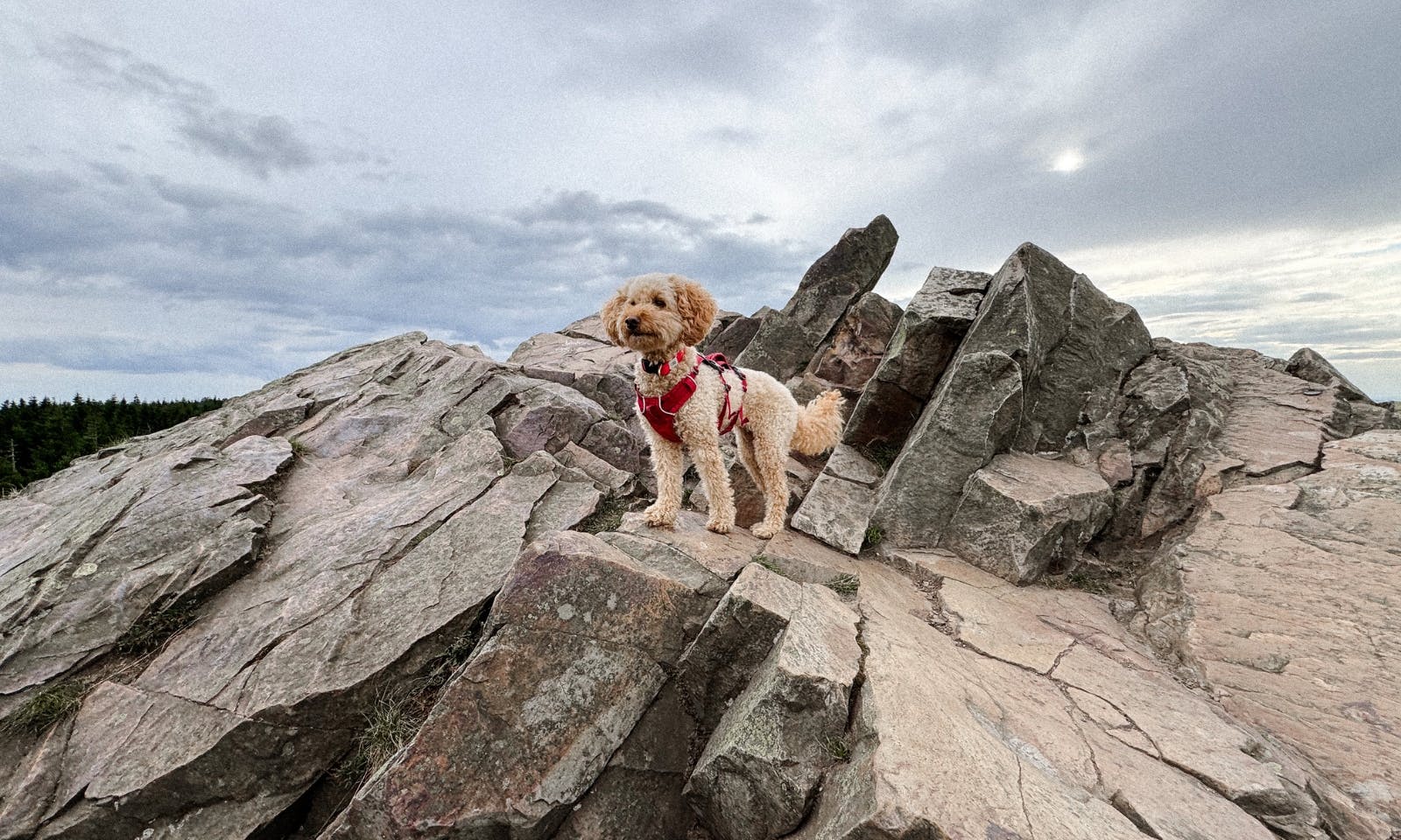 Hund steht auf dem höhsten Punkt der Wolfswarte im Harz dem