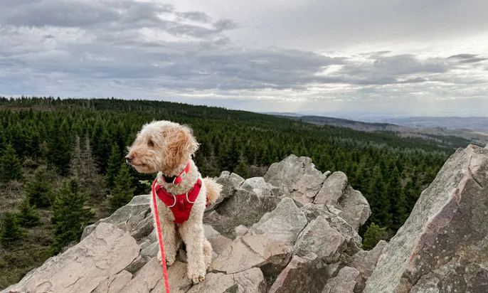 Hund sitzt auf dem höhsten Punkt der Wolfswarte im Harz