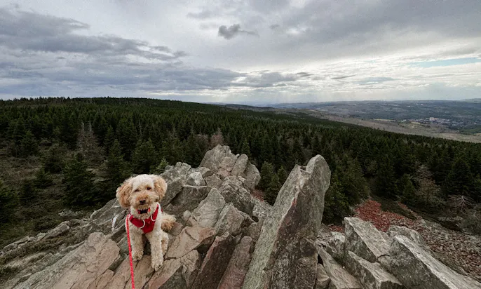Ein Hund auf dem höhsten Punkt der Wolfswarte im Harz