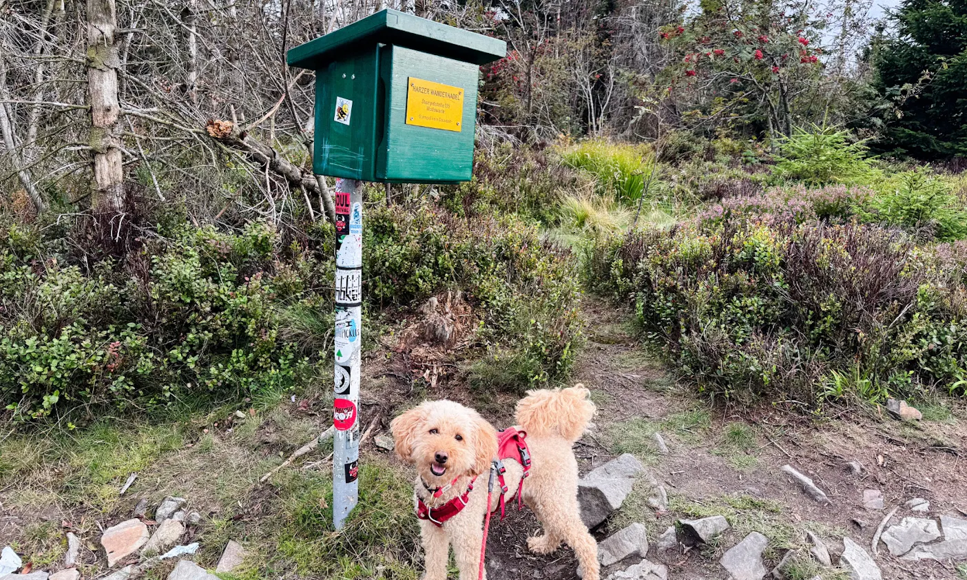 Hund steht vor einem Stempelkasten auf dem Weg zur Wolfswarte im Harz