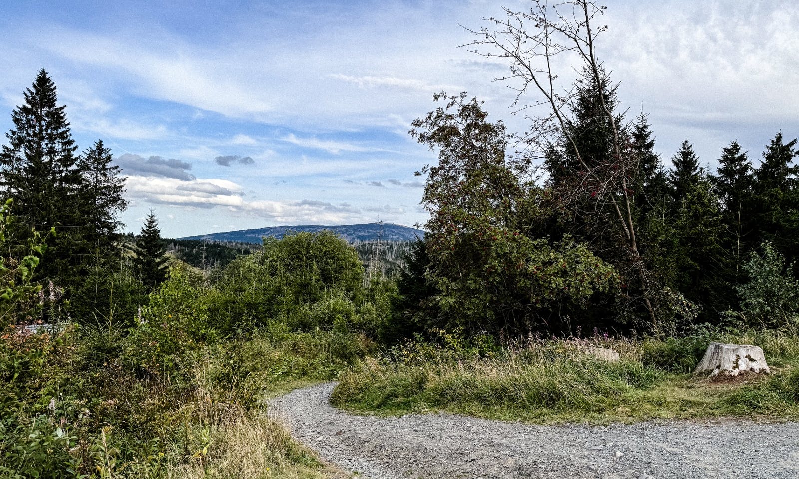 Ein Teil des Weges zur Wolfswarte im Harz