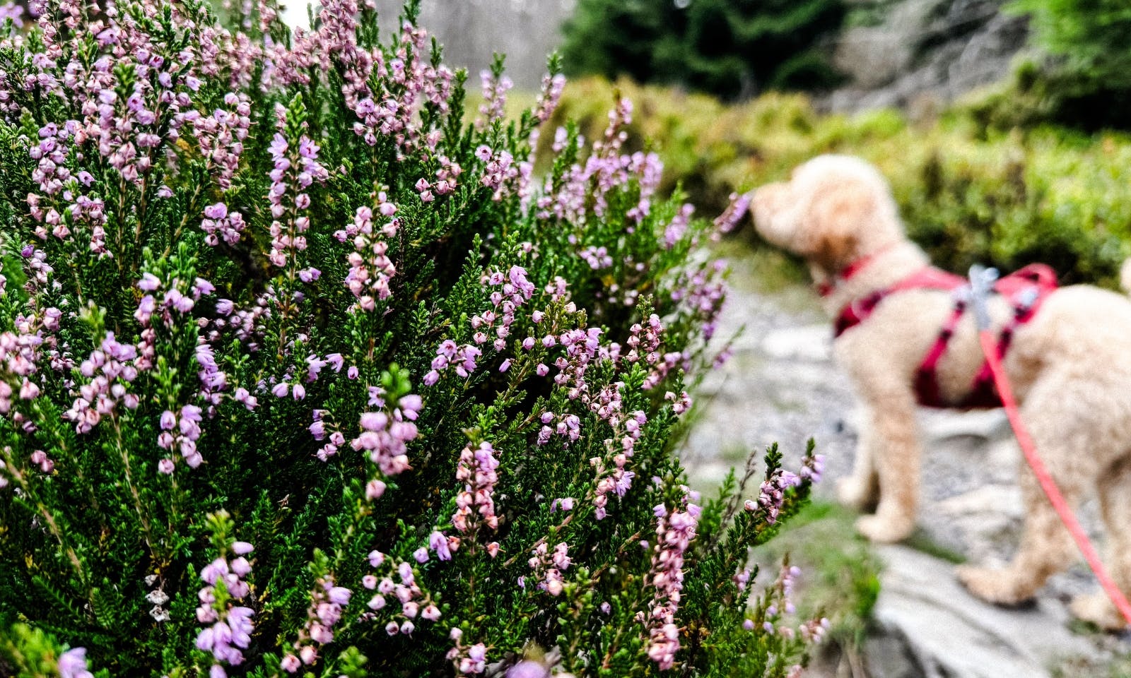 Ein Hund auf dem Weg Wolfswarte im Harz