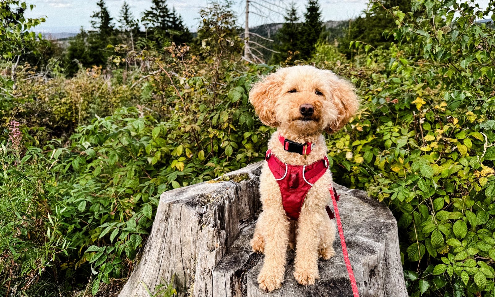 Ein Hund sitzt auf einem Baumstumpf