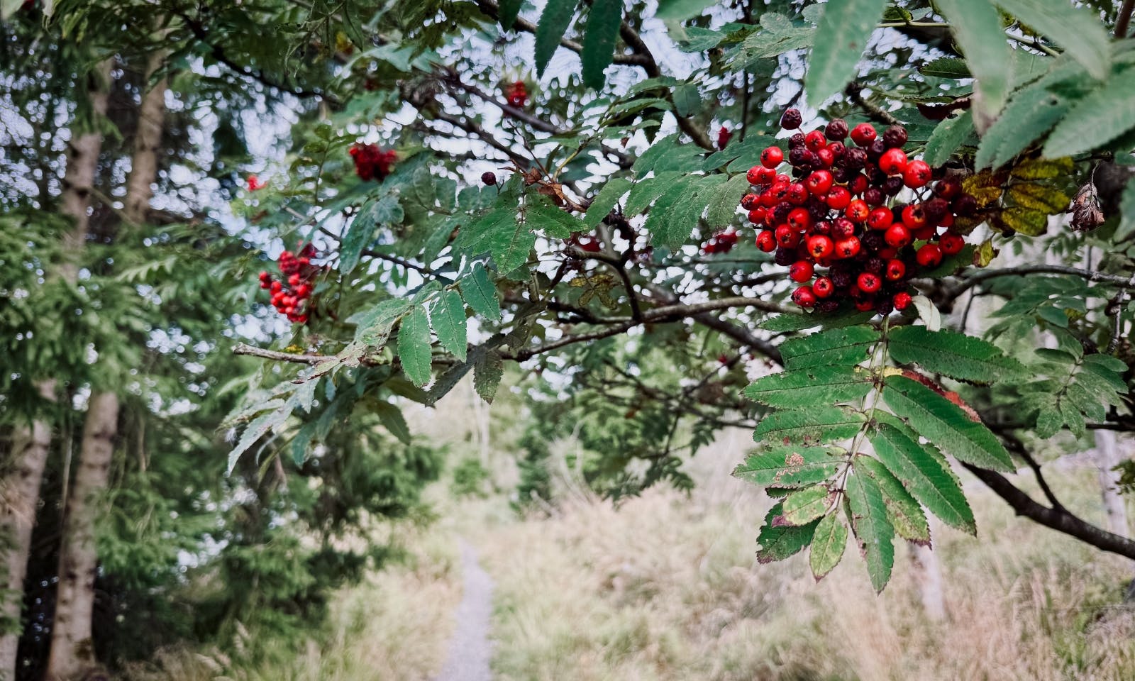 Ein Ast mit Vogelbeeren