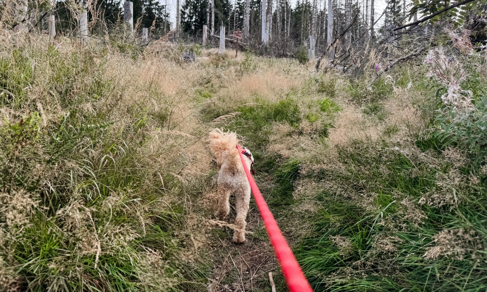 Hund auf dem Weg zur Wolfswarte im Harz