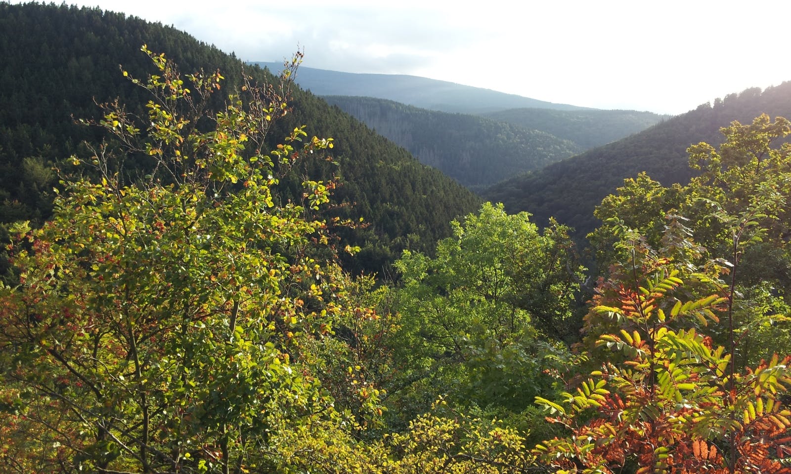 Blick auf Laubwälder im Bodetal bei Thale