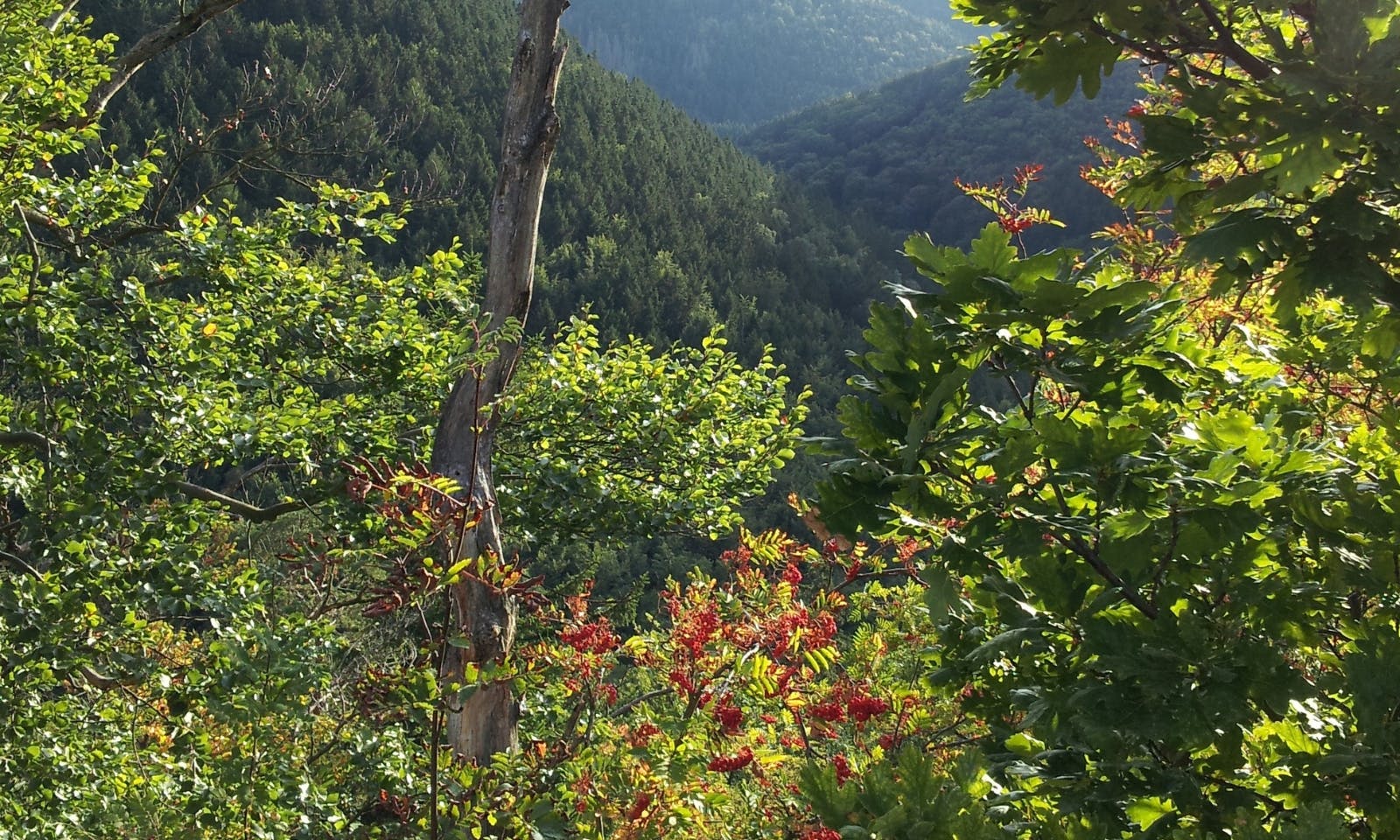 Blick auf Laubwälder im Bodetal bei Thale