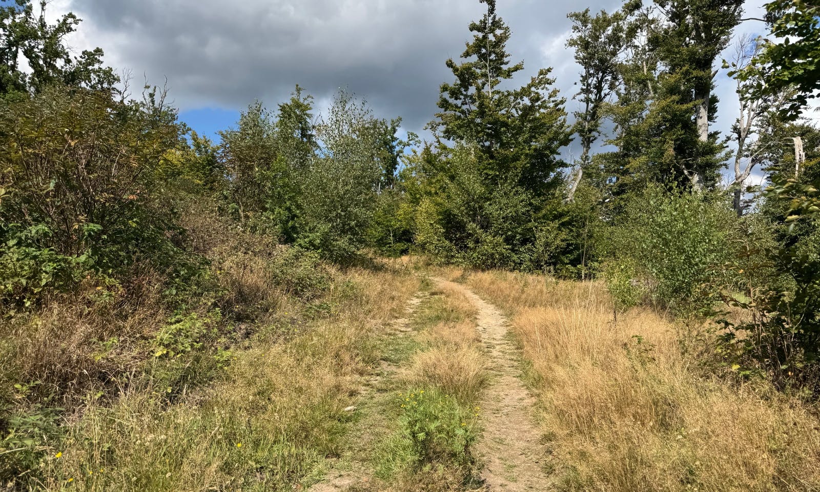 Blick auf ein Feld auf dem Wanderweg von Neuwerk nach Treseburg