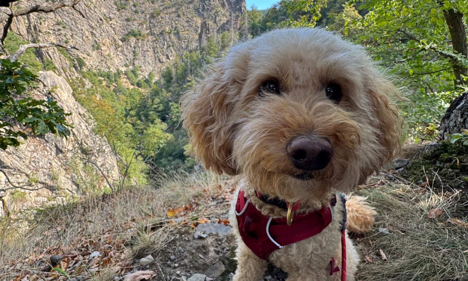 Hund sitzt vor dem Blick auf die Felsen im Bodetal
