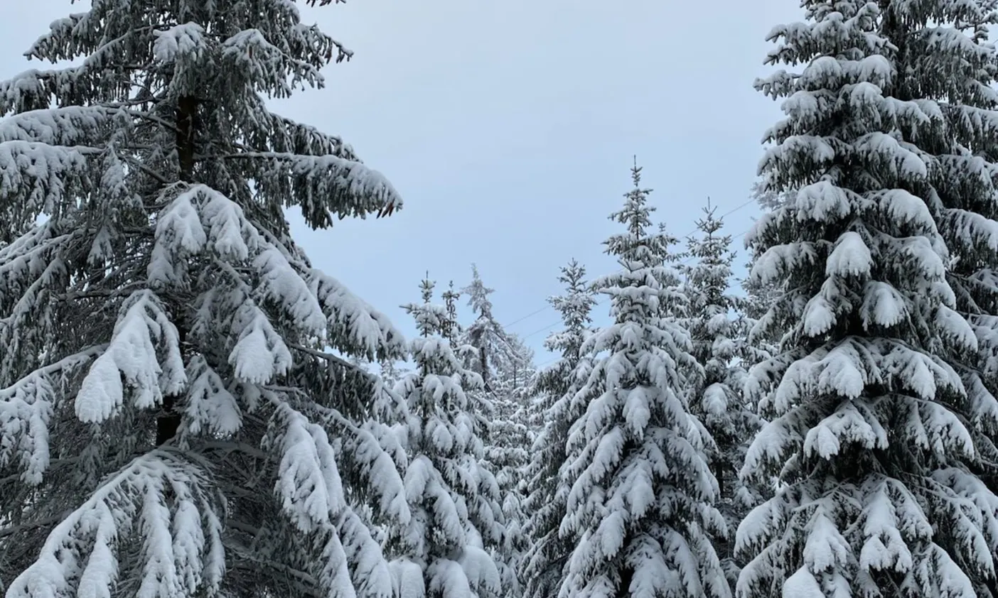 Schneebedeckte Tannen am Goetheweg