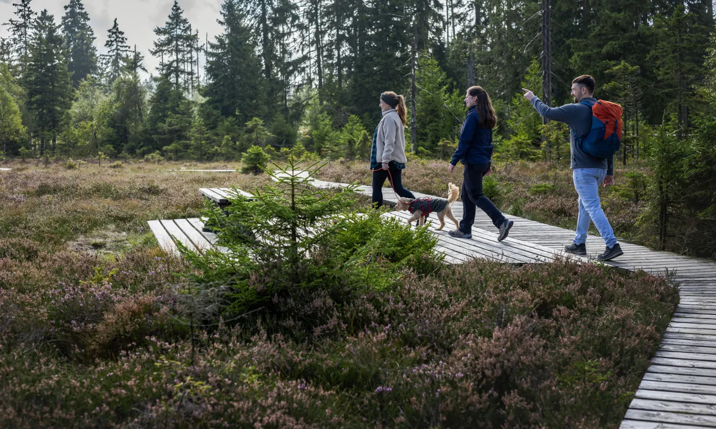 Drei Wanderer im Harz
