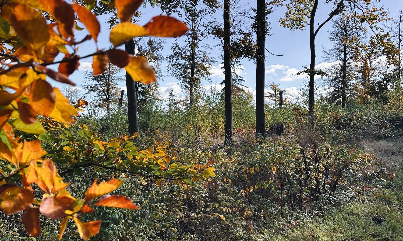 Blick auf einen Wald im Harz