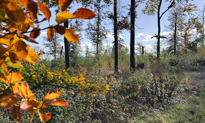 Blick auf einen Wald im Harz