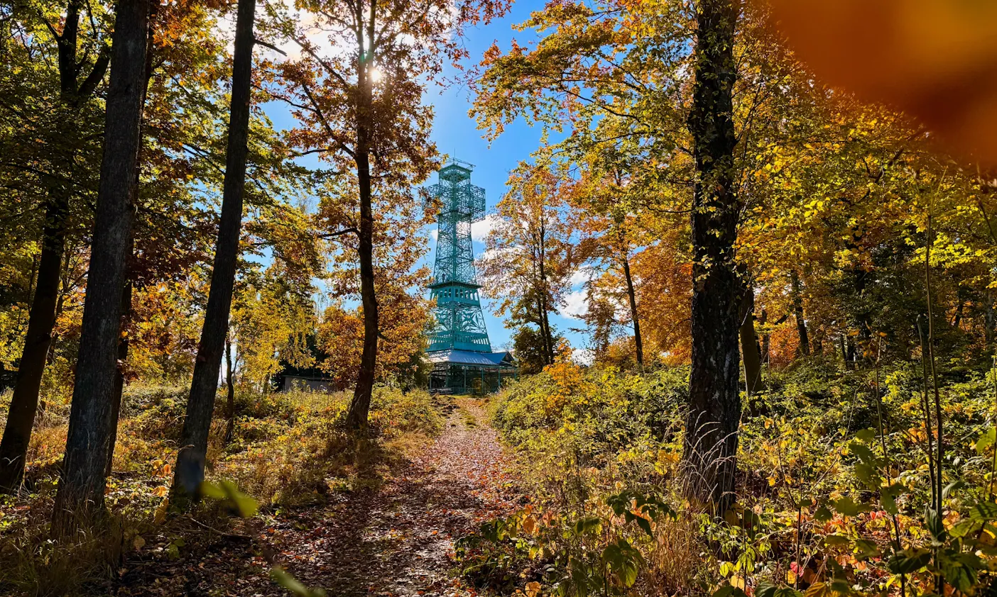 Blick auf einen Wald im Harz