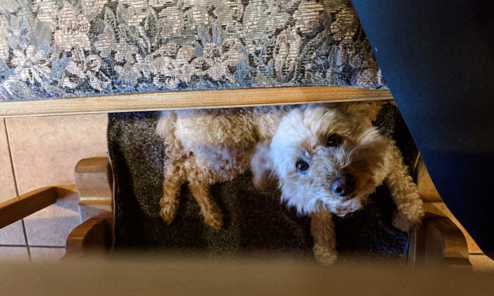 Hund liegt auf eine Decke unter einer Bank im Bergstüb’l Josephskreuz