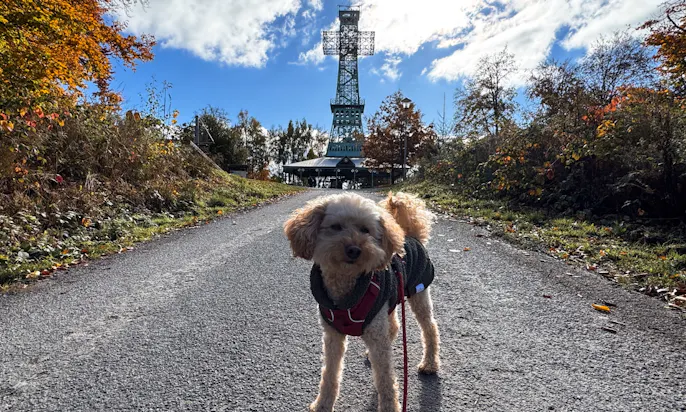 Hund auf dem Weg zum Josephskreuz