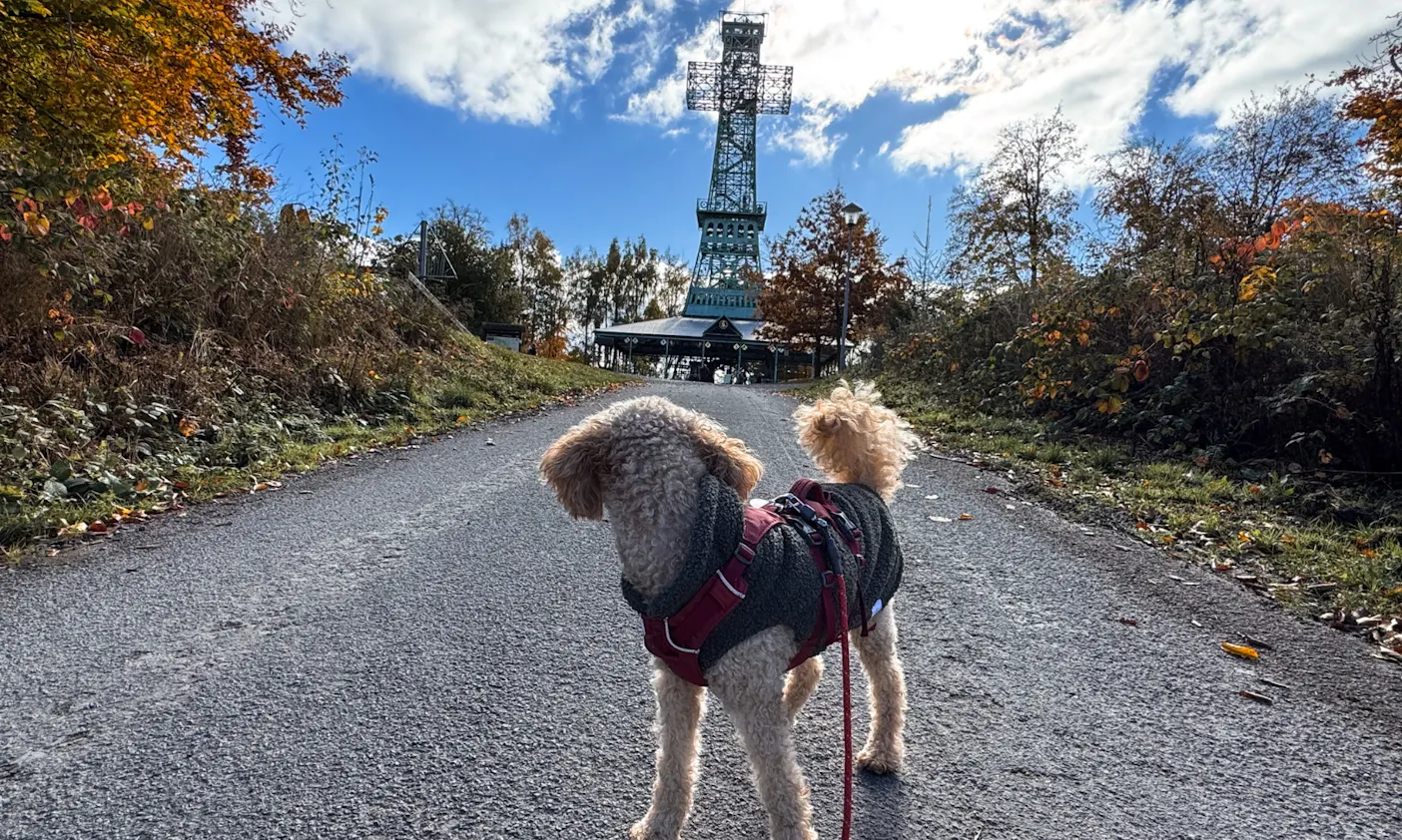 Hund auf dem Weg zum Josephskreuz im Harz