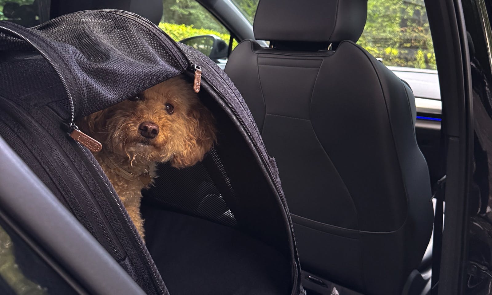 Ein Hund in der Tavo Crispin Hundebox auf der Rückbank eines VW ID.5
