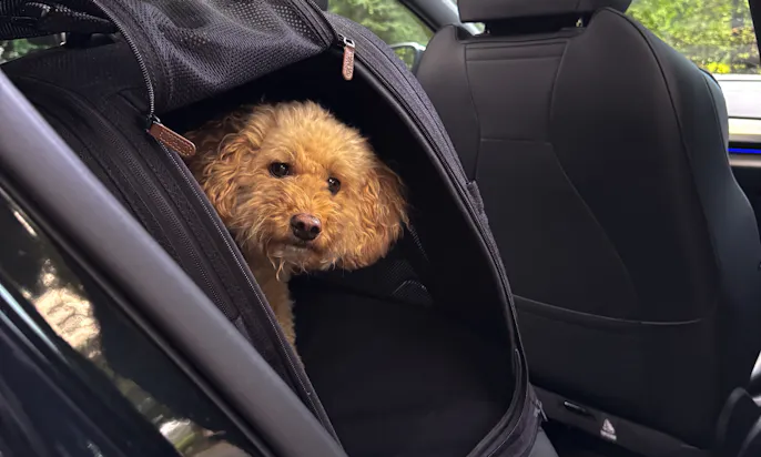 Ein Hund schaut aus der Tavo Crispin Hundebox