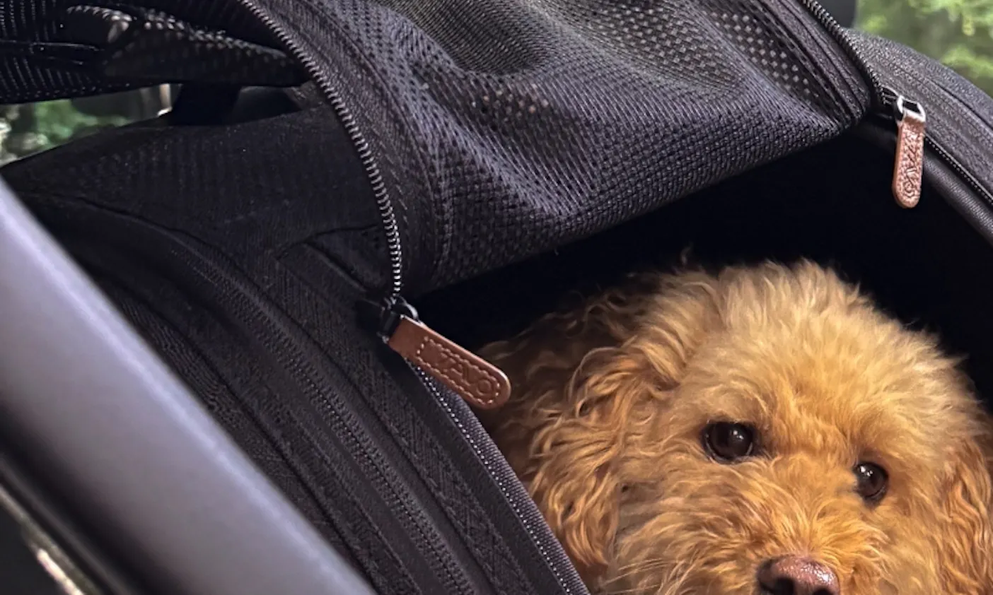 Pudel in Tavo Hundebox