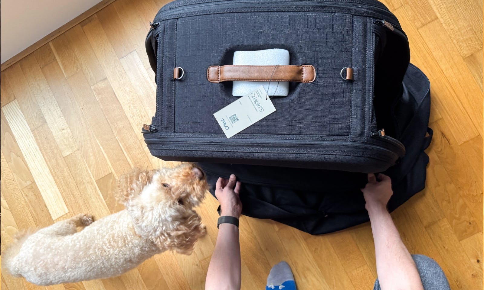 Tavo Crispin Hundebox von open mit einem Hund