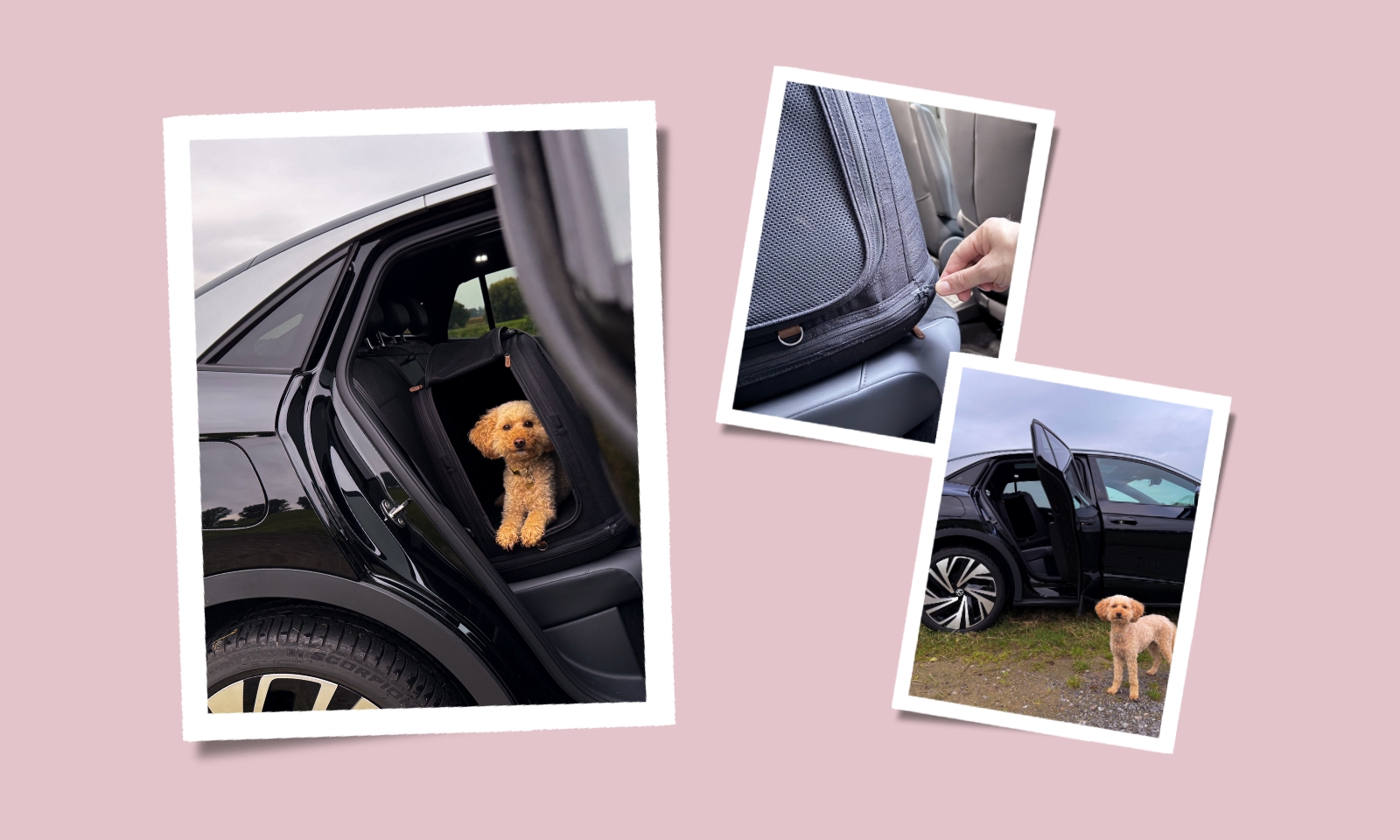 Tavo Crispin Hundebox im Test