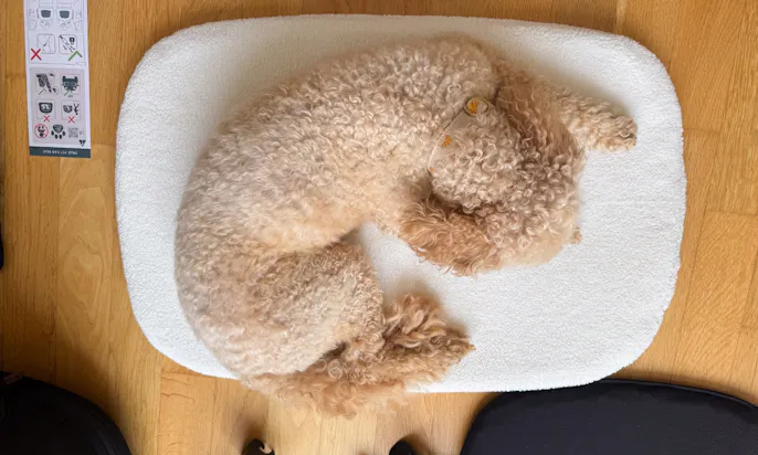 Hund liegt auf der mitgelieferten Matte, der Tavo Crispin Hundebox