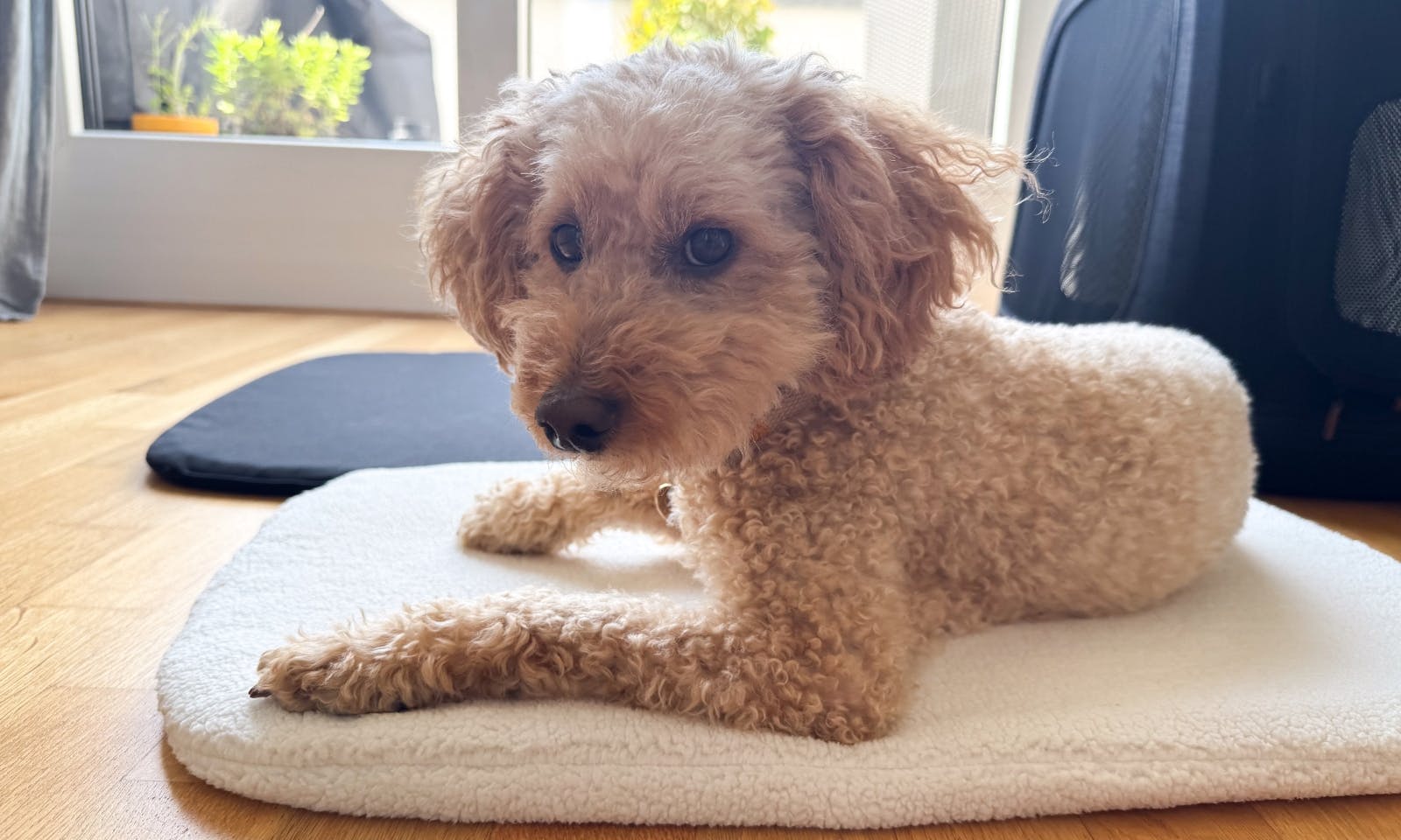 Trainingsaufbau Hundebox Tavo